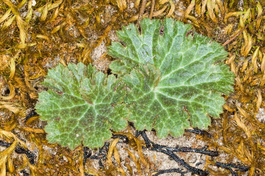 Image of Parry's jepsonia