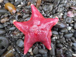 Image of Bat star