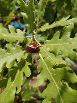 Слика од <i>Andricus dentimitratus</i>