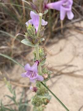 Plancia ëd Penstemon buckleyi Pennell