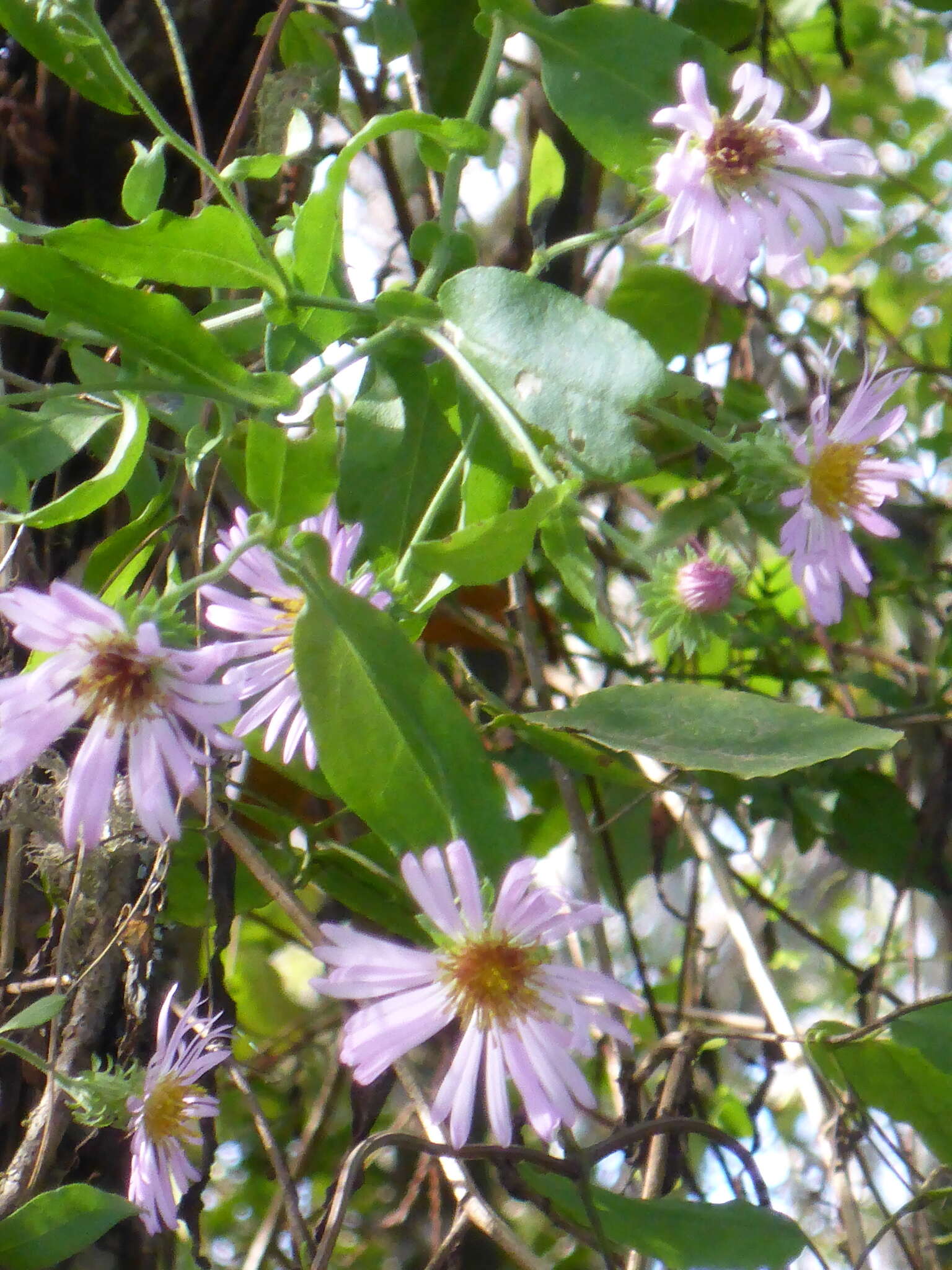 Image of climbing aster