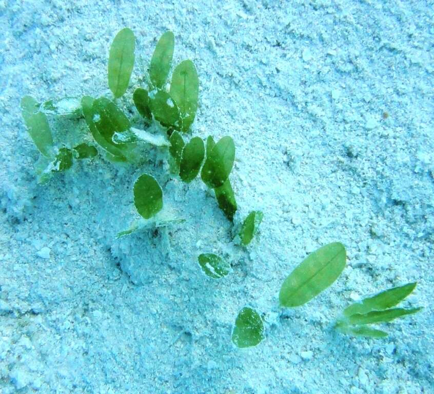 Image of Caribbean Sea-Grass