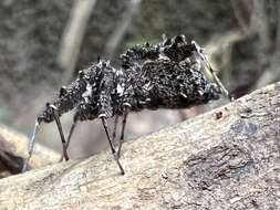 Image of Fringed Jumping Spider