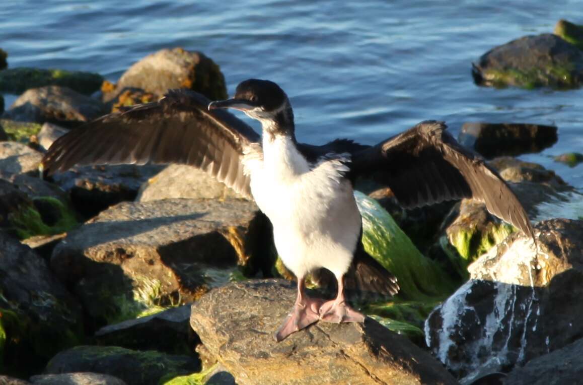 Image of Imperial Shag