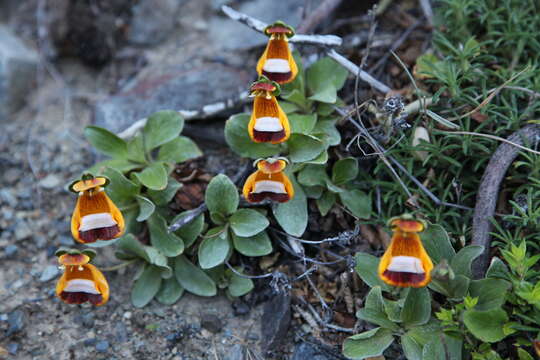 Image of Calceolaria uniflora Lam.