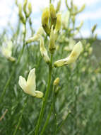 Imagem de Astragalus cusickii A. Gray