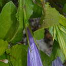 Sivun Ruellia tuberosa L. kuva