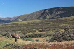 Image of Lesser Rhea