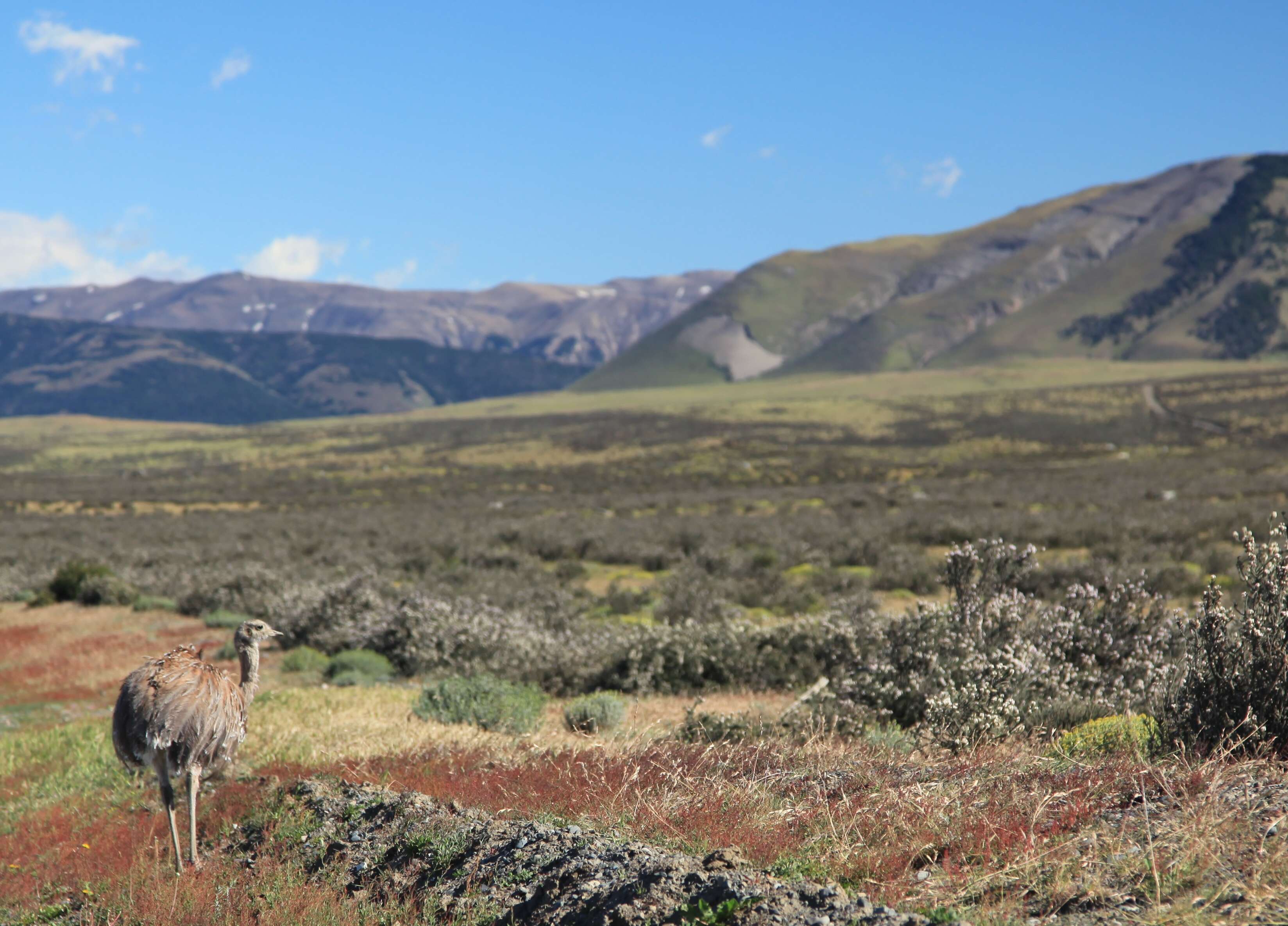 Image of Lesser Rhea