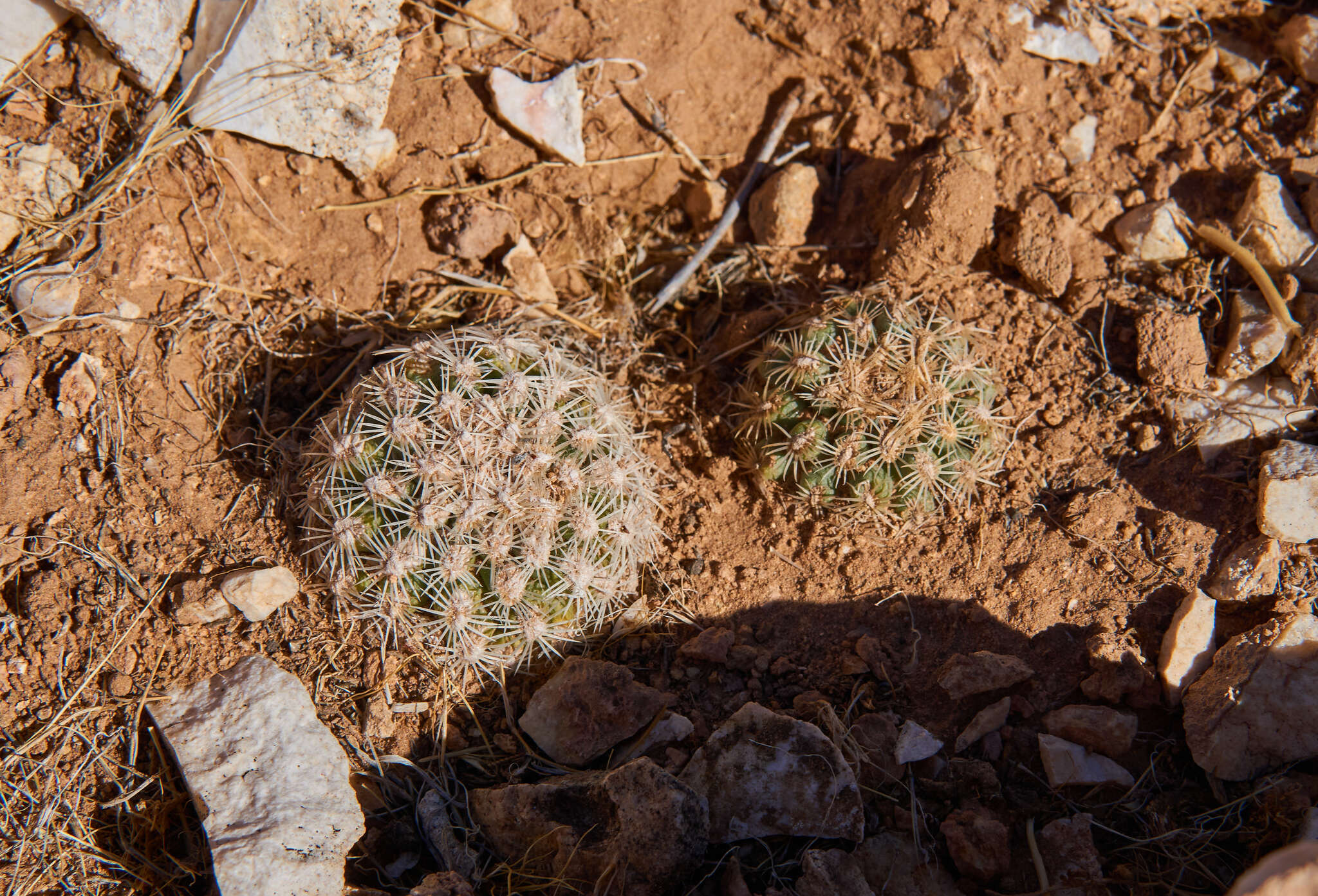 Image of Brady's Hedgehog Cactus