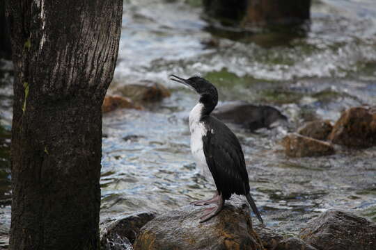 Image of Imperial Shag