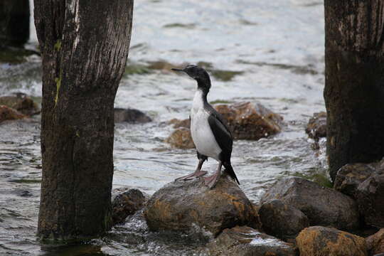 Image of Imperial Shag