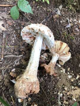 Plancia ëd Amanita daucipes (Sacc.) Lloyd 1898