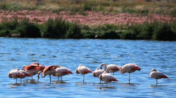 Imagem de Phoenicopterus chilensis Molina 1782