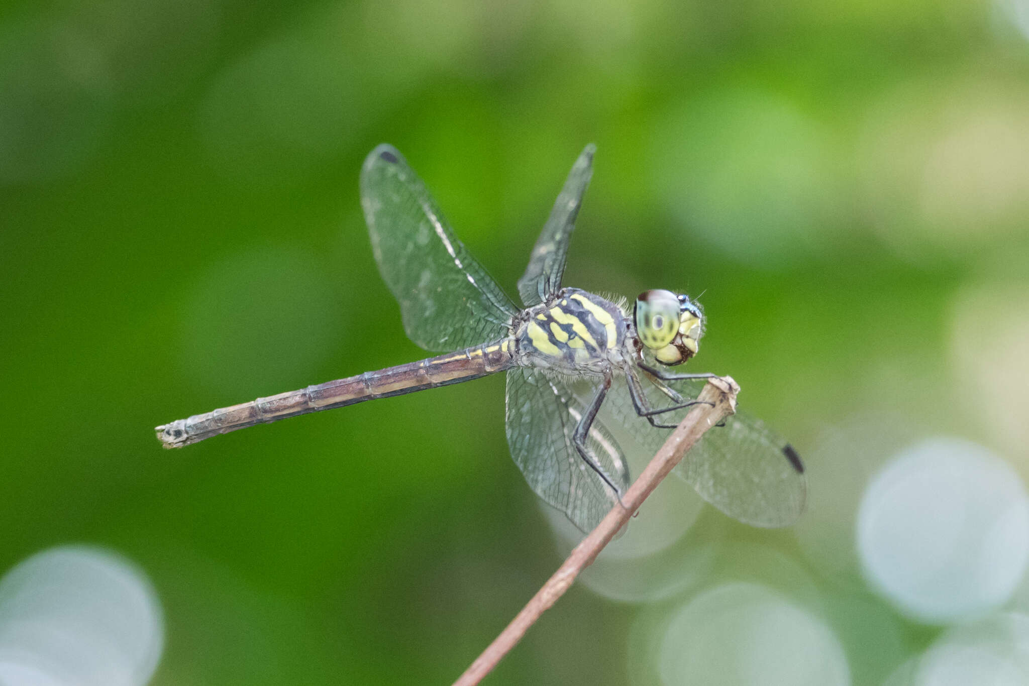 Nesoxenia lineata (Selys 1879) resmi