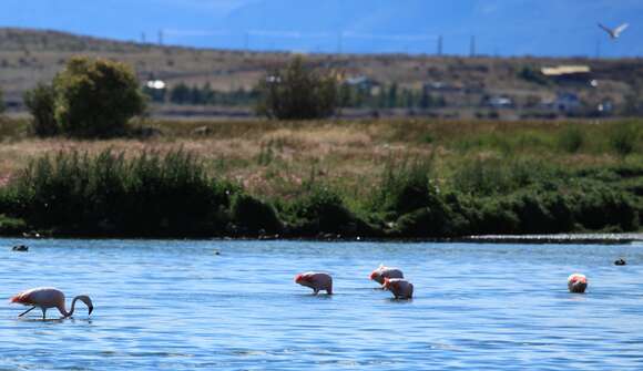 Imagem de Phoenicopterus chilensis Molina 1782