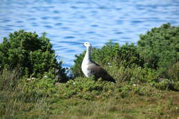 Image of magellan goose, upland goose