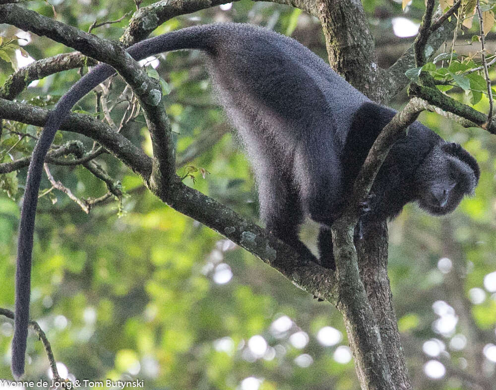 Image de Cercopithecus mitis stuhlmanni Matschie 1893