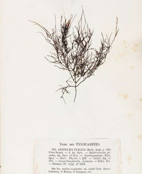 Image of Ahnfeltia plicata