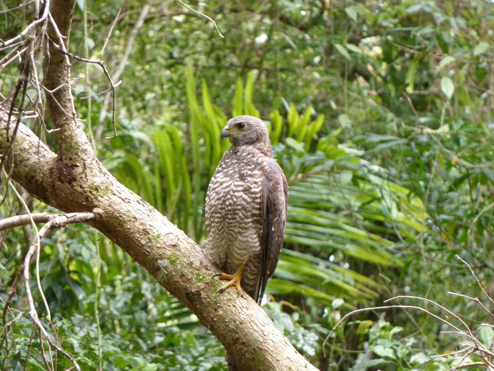 صورة Accipiter fasciatus natalis (Lister 1889)