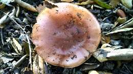 Image of Hygrophorus roseobrunneus Murrill 1916