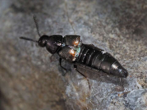 Image of Aleochara (Coprochara) bipustulata (Linnaeus 1760)