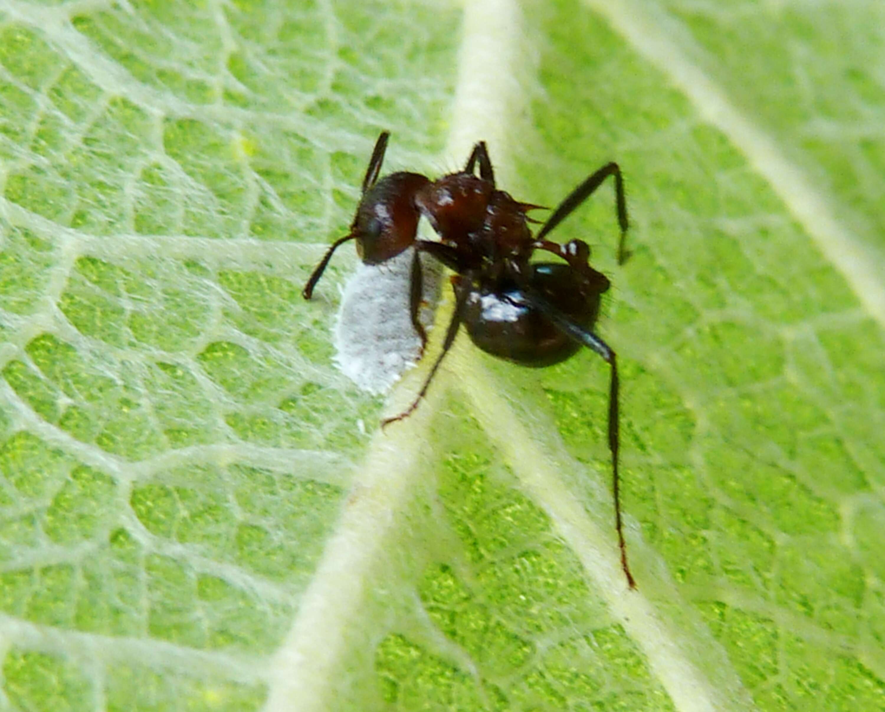 Image of Myrmicaria natalensis (Smith 1858)