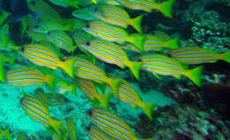 Image of Bengal snapper