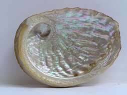 Image of Blacklip abalone