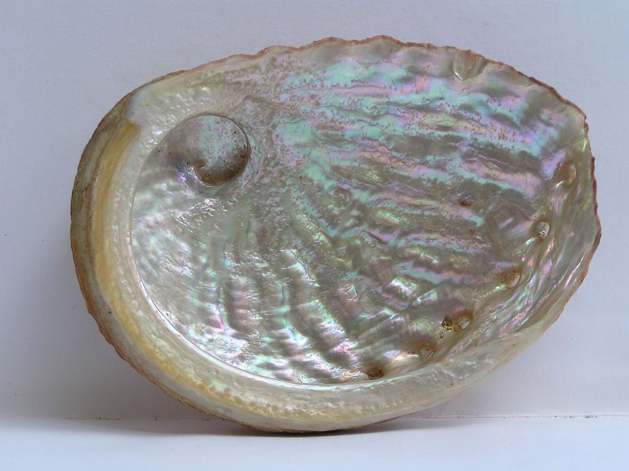 Image of Blacklip abalone