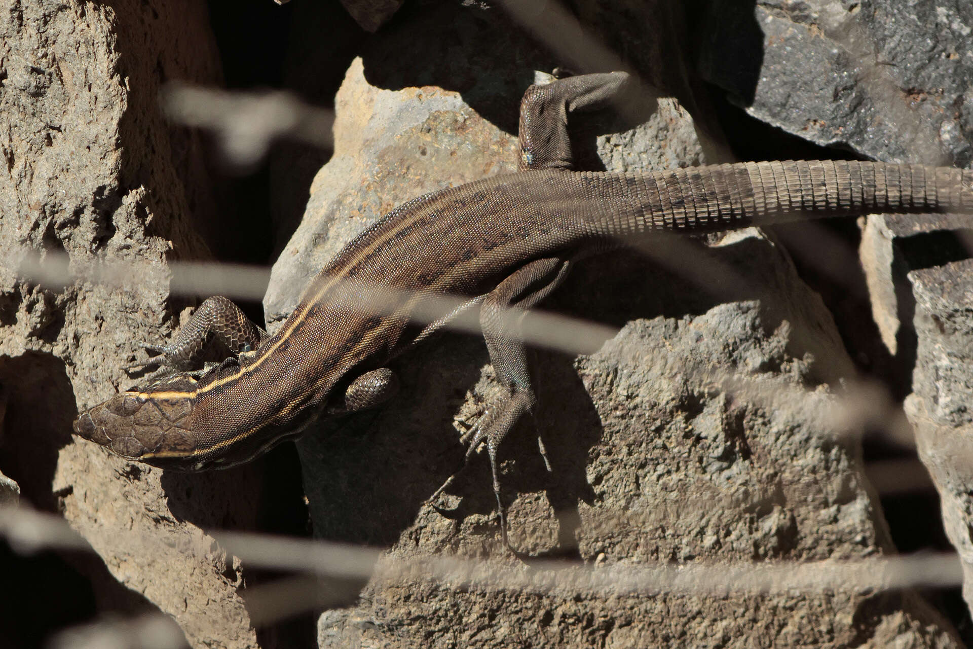 Image of Gallotia caesaris gomerae (Boettger & Müller 1914)