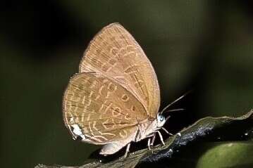 Image of Arhopala epimuta (Moore 1857)