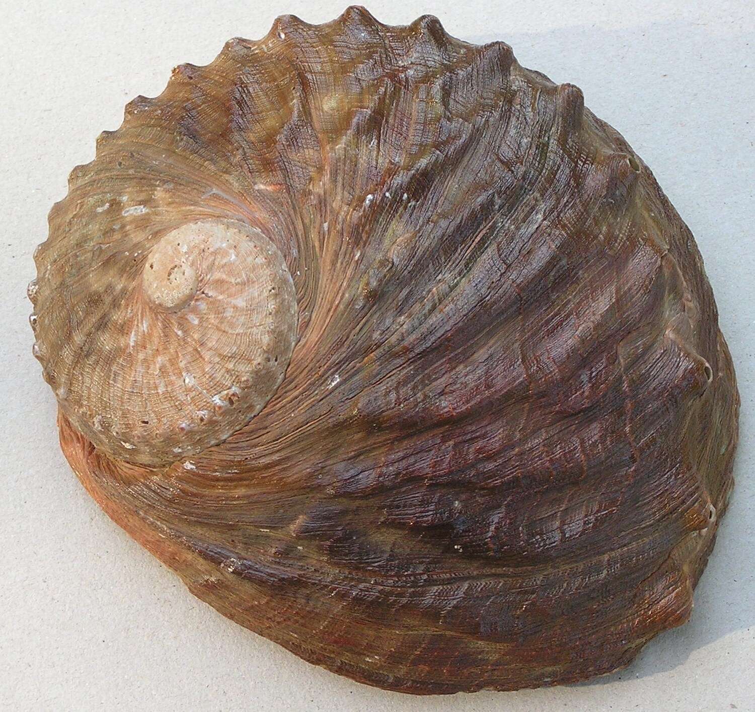 Image of Blacklip abalone