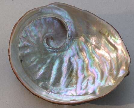 Image of Blacklip abalone