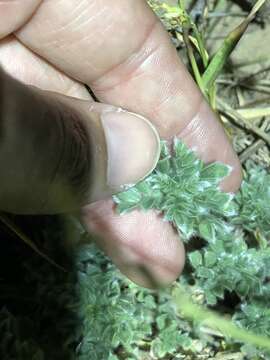 Dalea obovata (Torr. & A. Gray) Shinners resmi