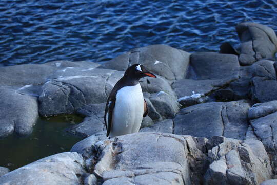 Image of Gentoo Penguin