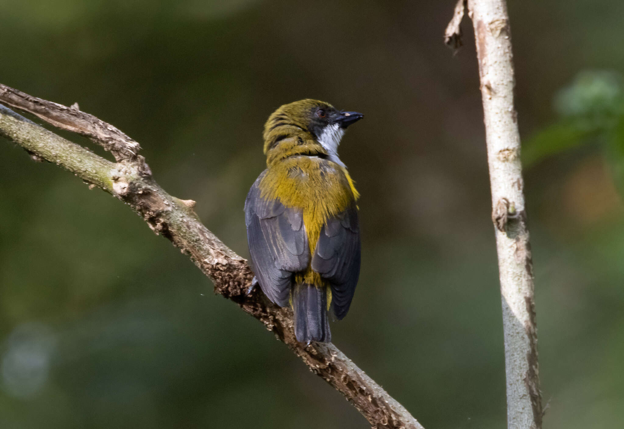 Image of Yellow-sided Flowerpecker