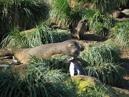 Image of South Atlantic Elephant-seal