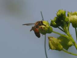 Image of Andrena florea Fabricius 1793