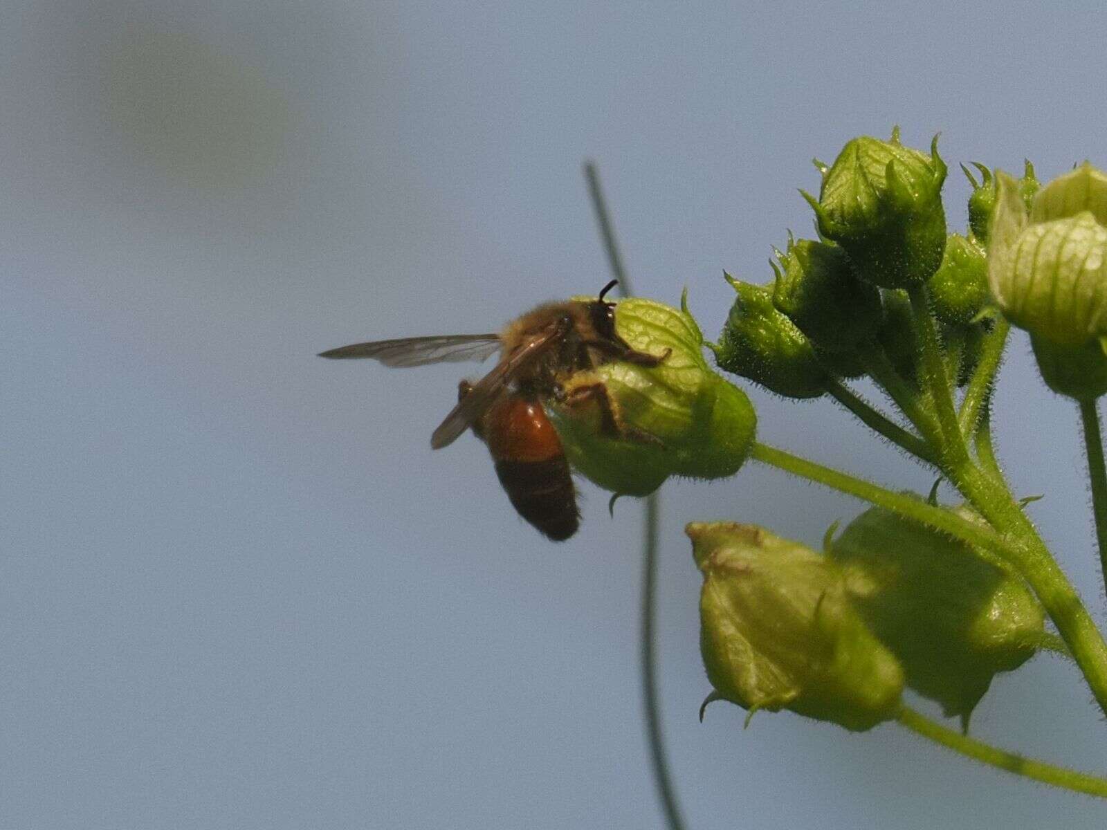 Andrena florea Fabricius 1793 resmi