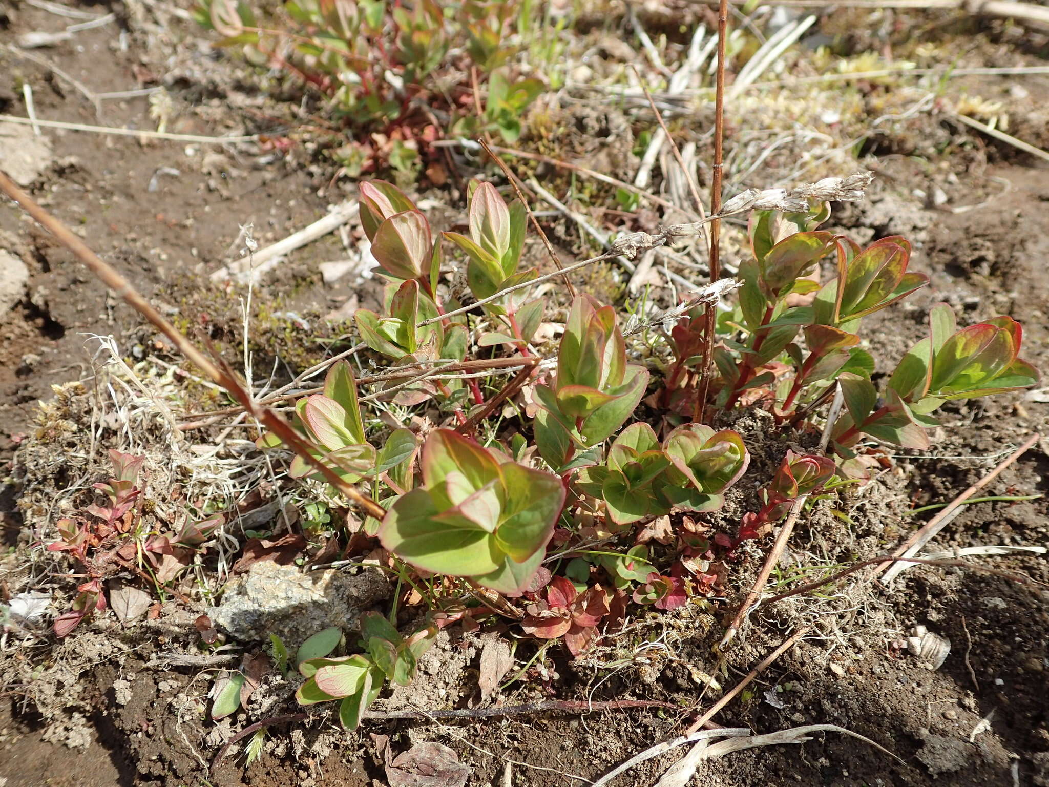 Image de Hypericum kamtschaticum Ledeb.