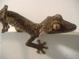 Image of Common Flat-tail Gecko