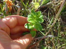 Image of Epilobium billardierianum subsp. billardierianum