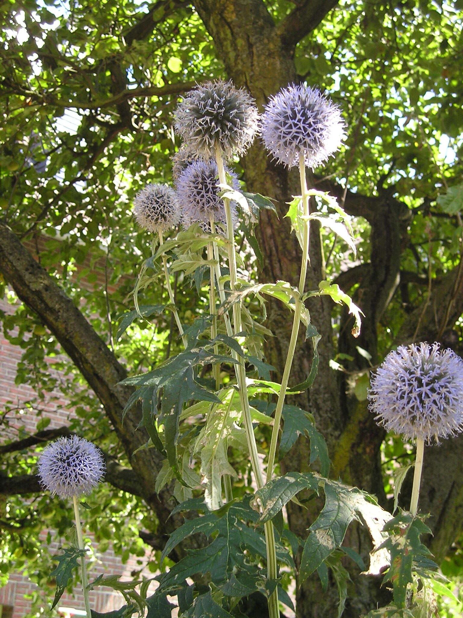 Image of southern globethistle