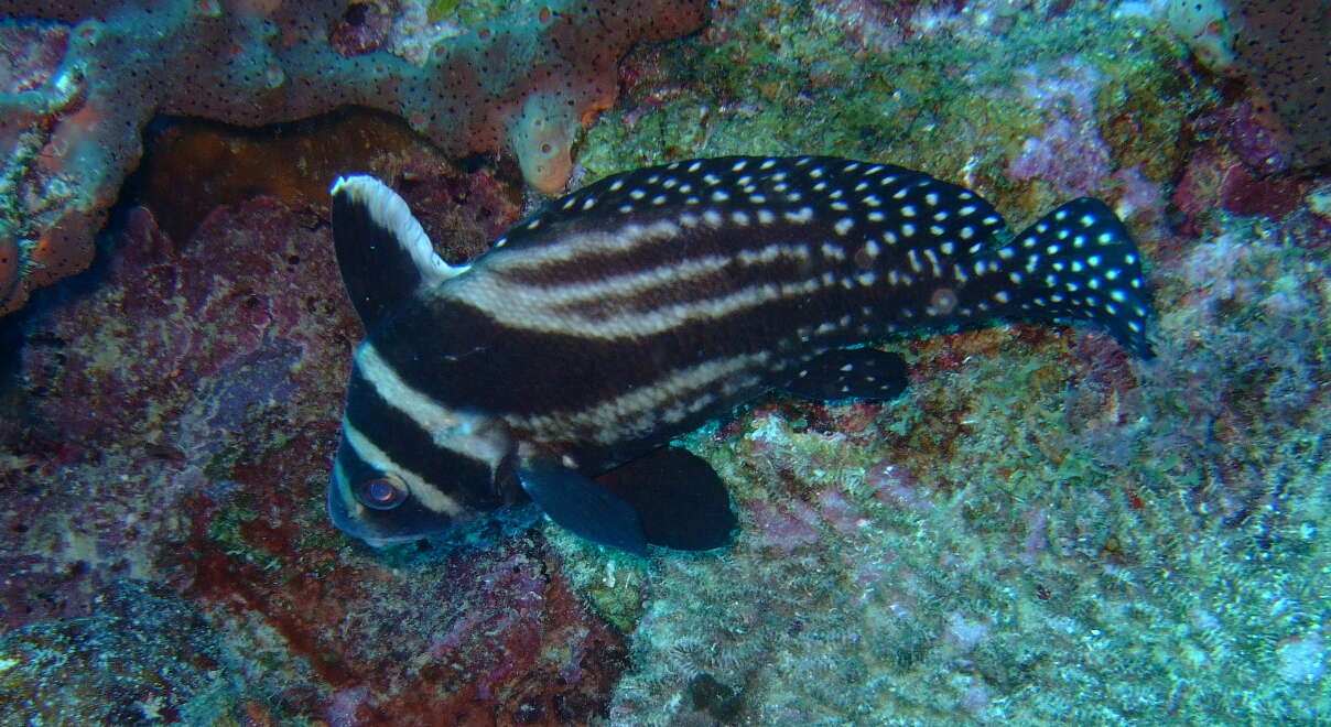 صورة Equetus punctatus (Bloch & Schneider 1801)