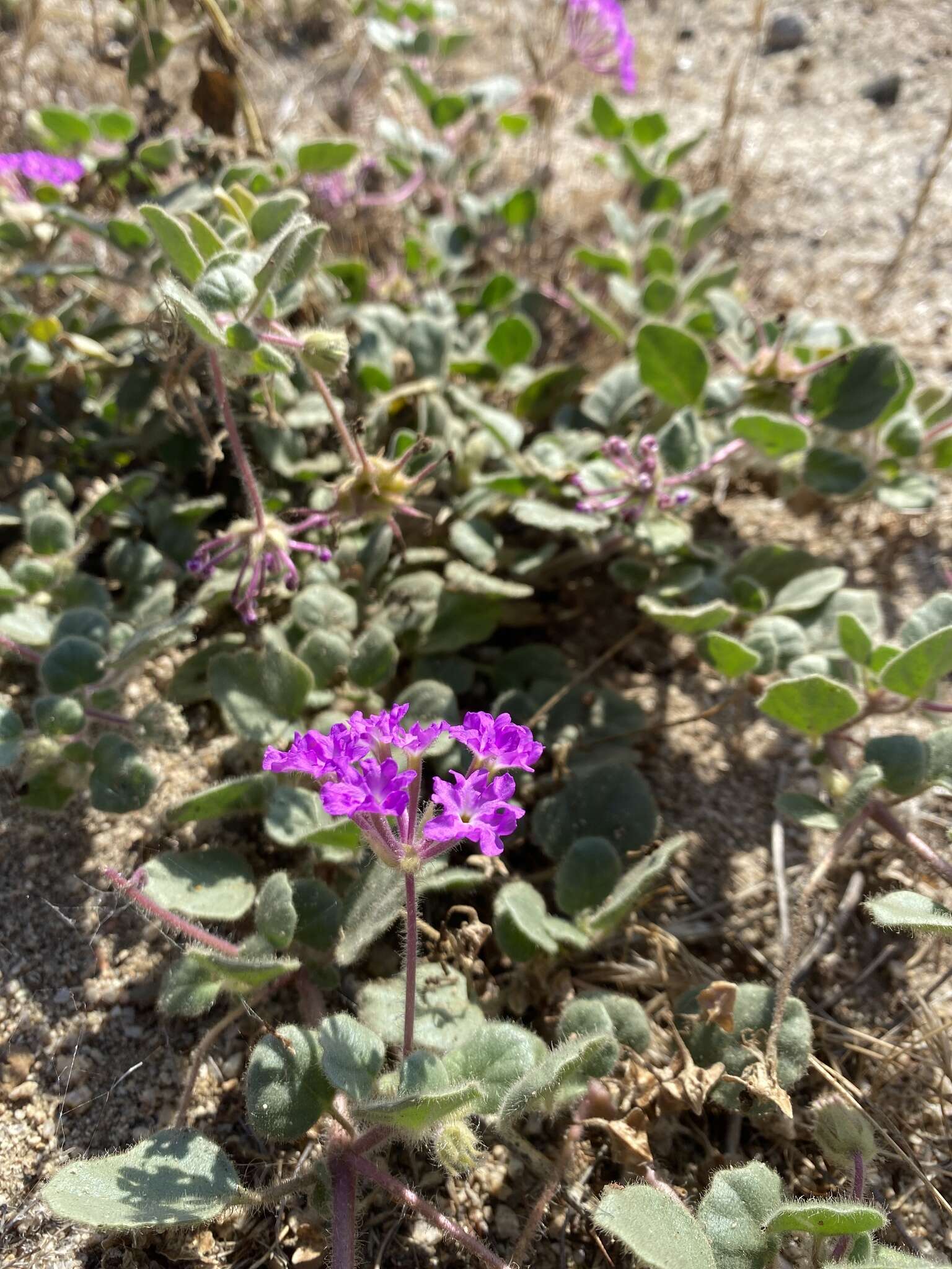 Image of desert sand verbena