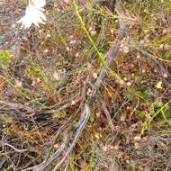 Goodenia caroliniana resmi