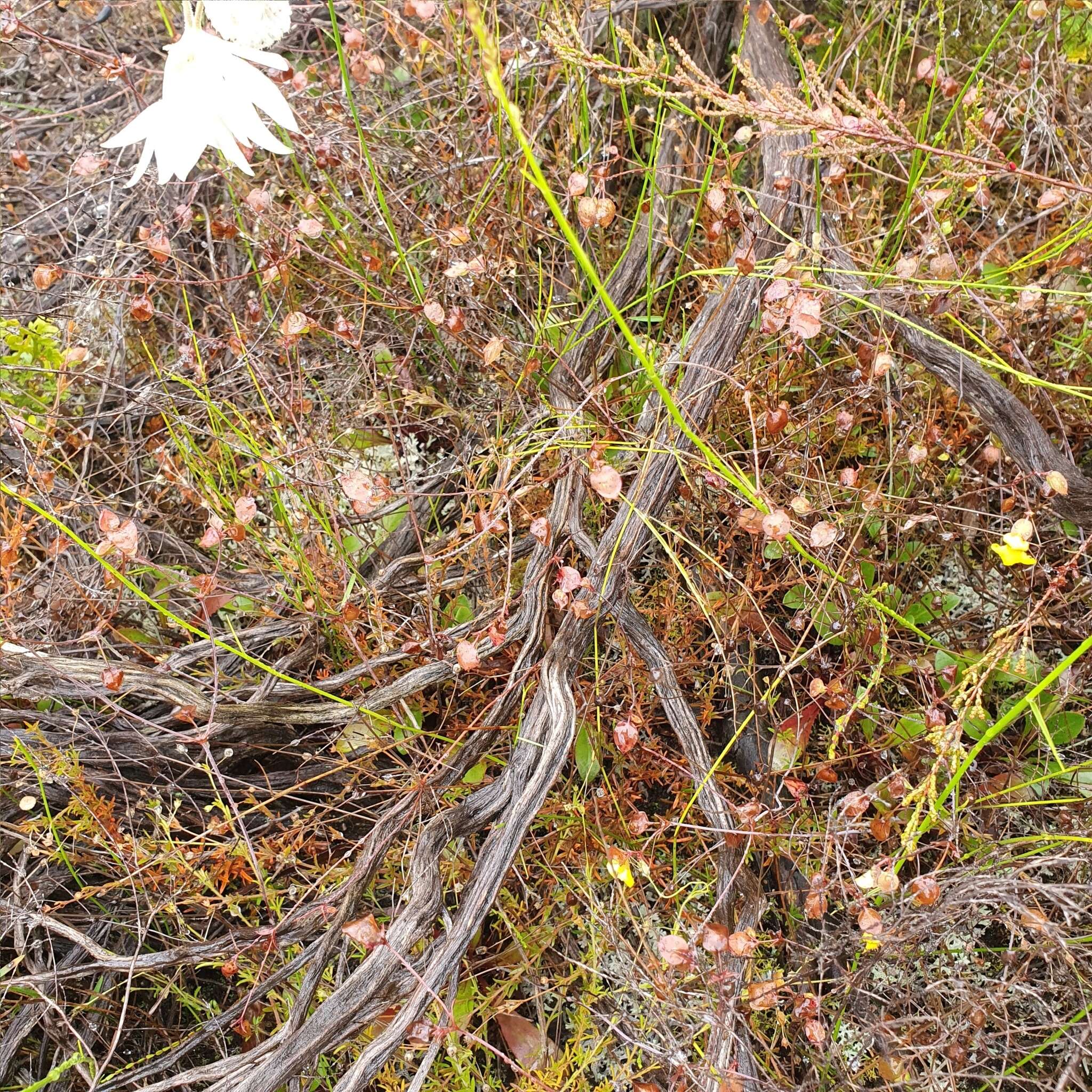 Imagem de Goodenia caroliniana