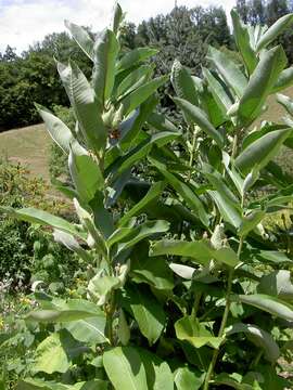 Imagem de Asclepias syriaca L.