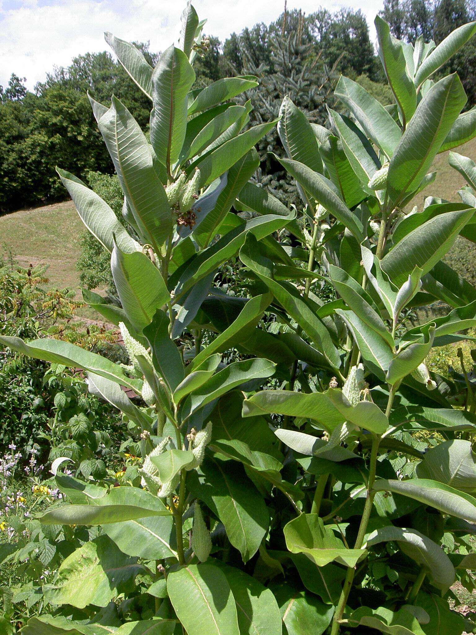 Imagem de Asclepias syriaca L.